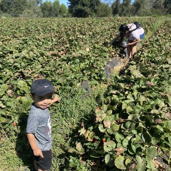 Granny Mays Strawberry Farm - Pick Your Own Farms Near Me - Granite Bay, California Granny Mays Strawberry Farm - Pick Your Own Farms Near Me - Granite Bay, California