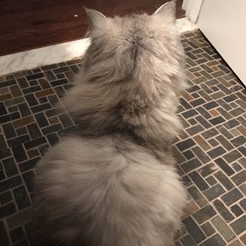 The Pet Maven - Find out what he normally looks like on Instagram @thegreychicken - Pet Sitting Near Me - New York, New York The Pet Maven - Find out what he normally looks like on Instagram @thegreychicken - Pet Sitting Near Me - New York, New York