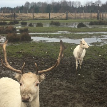 Olympic Game Farm - Zoos Near Me - Sequim, Washington