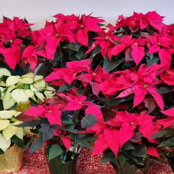 Fosbrink's Four Seasons - poinsettia plants - Nurseries & Gardening Near Me - Johnstown, Pennsylvania Fosbrink's Four Seasons - poinsettia plants - Nurseries & Gardening Near Me - Johnstown, Pennsylvania