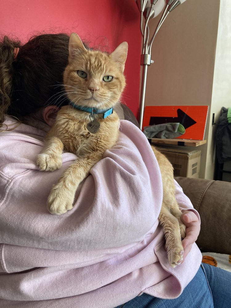 SAFE HAVEN VETERINARY HOSPITAL 13085 Perry Hwy, Wexford, Pennsylvania