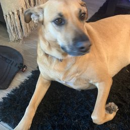 We love you Audrey and lighthouse! Thanks for the water bowl and biscuits Thanks for always welcoming me! Pet friendly We love you Audrey and lighthouse! Thanks for the water bowl and biscuits Thanks for always welcoming me! Pet friendly