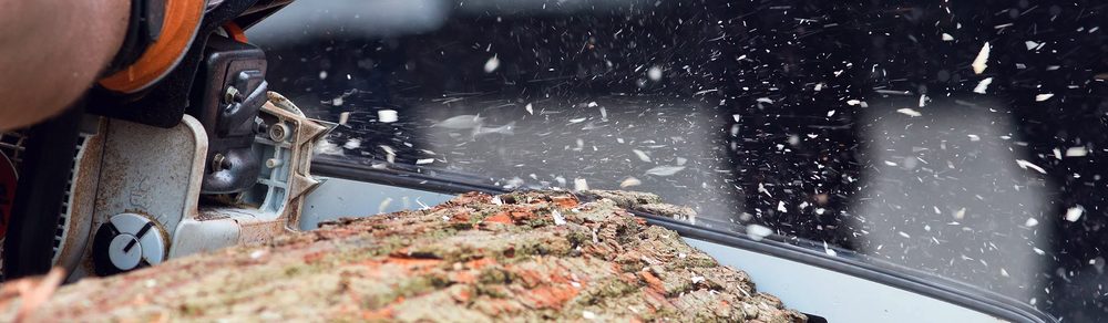 Take Down Tree Services of WNY - tree service in Attica, NY