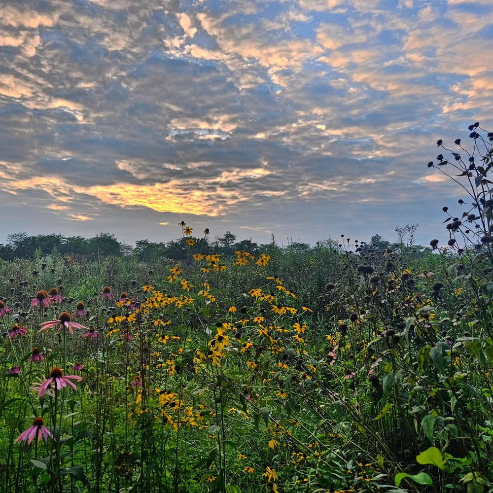 PEARL’S FEN Updated September 2024 19 Photos 4535 Byron Rd