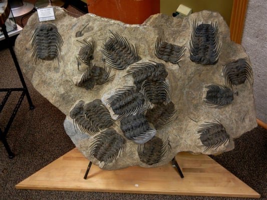 ZRS Fossils & Gifts by null