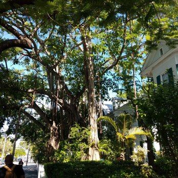 Key West Florida - Beautiful trees survived the hurricane - Travel Services Near Me - Key West, Florida