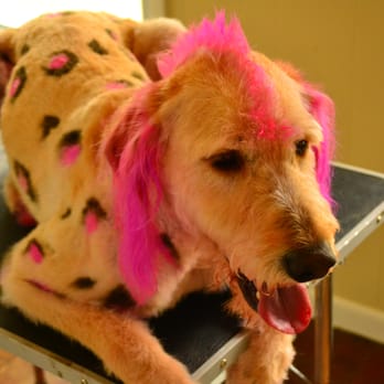Summer Meadows Pet Spa - Peanut with Leopard Spots - Pet Groomers Near Me - Hampstead, Maryland