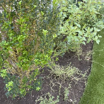 Diamondscape - a green shrub in a garden - Landscaping Near Me - Manchaca, Texas