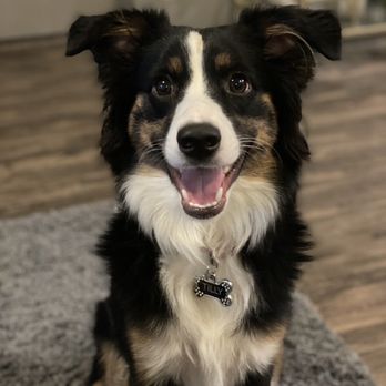 East Side Pet Ranch - Pet Boarding Near Me - Austin, Texas