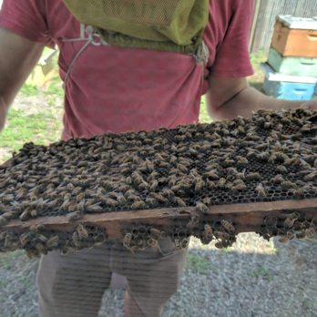 Big Island Bees - Bees doing what they do - Honey Near Me - Captain Cook, Hawaii Big Island Bees - Bees doing what they do - Honey Near Me - Captain Cook, Hawaii