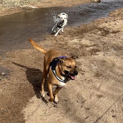 Mesquite Wash Trail
