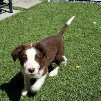 Ranchoevon Border Collies - Pet Breeders Near Me - Banning, California