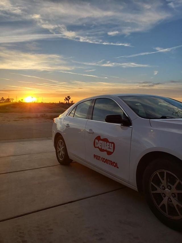 DEWEY PEST CONTROL Updated August 2024 16 Photos & 98 Reviews