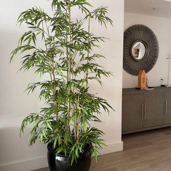Lexington Gardens - Faux Bamboo Tree in Black Glossy Container - Home & Garden Near Me - New York, New York Lexington Gardens - Faux Bamboo Tree in Black Glossy Container - Home & Garden Near Me - New York, New York