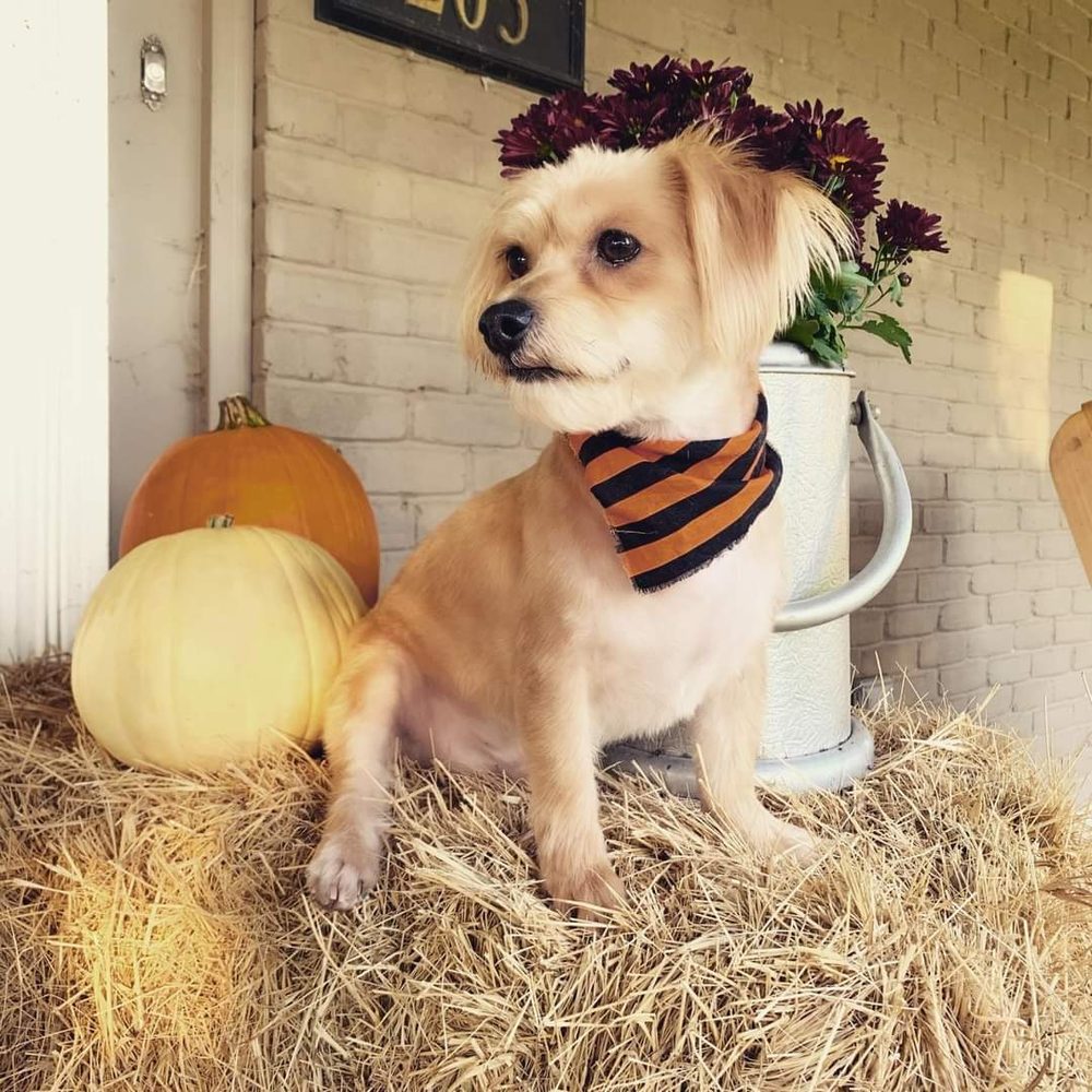 JENN’S SUDSNSCISSORS DOG GROOMING 109 Robin St, Thibodaux