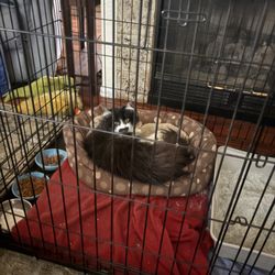 Austin Bluffs Animal Clinic