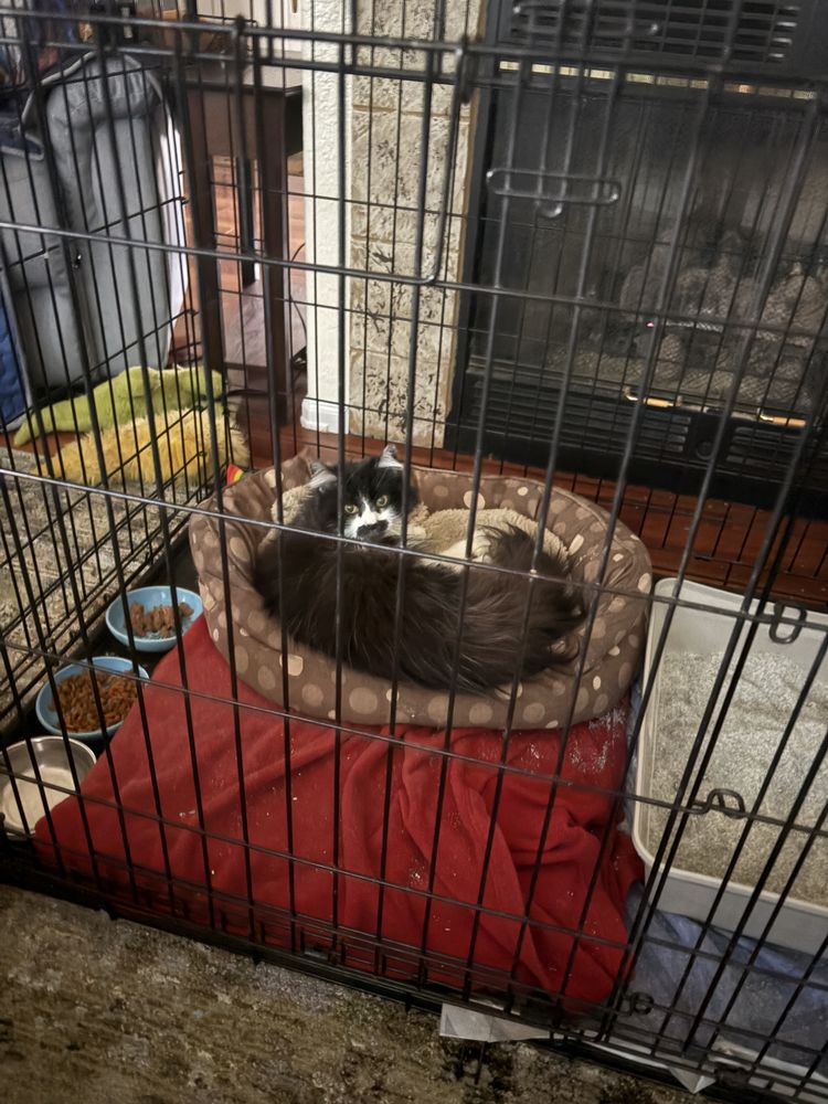 Austin Bluffs Animal Clinic - pet boarding facility in Colorado Springs, CO