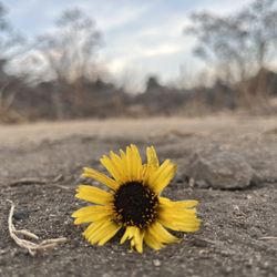 Creekside Dental - A smile stands out like a beautiful flower.