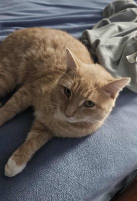 City of Manassas Animal Shelter