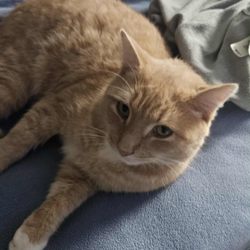 City of Manassas Animal Shelter - I have a missing cat.  Mocha is his name.  If you find him please contact me at 2769713480. He went missing Saturdy night 11/8/25.  $100 rew