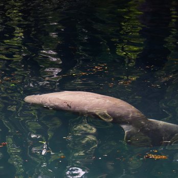 Manatee Springs State Park - A manatee in the spring! - Parks Near Me - Chiefland, Florida Manatee Springs State Park - A manatee in the spring! - Parks Near Me - Chiefland, Florida
