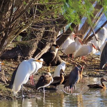Arthur Storey Park - Crested Caraca hiding among the shore birds - Parks Near Me - Houston, Texas