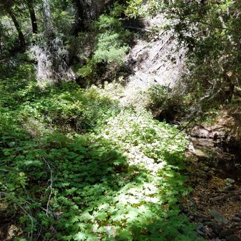 Monte Bello Open Space Preserve - Steven Creeks Trail - Hiking Near Me - Palo Alto, California Monte Bello Open Space Preserve - Steven Creeks Trail - Hiking Near Me - Palo Alto, California