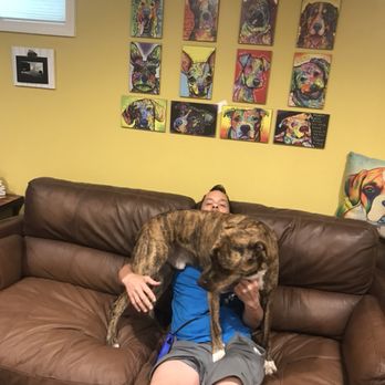 The Monon Tail - Ace thinks he's a lap dog. - Dog Walkers Near Me - Indianapolis, Indiana The Monon Tail - Ace thinks he's a lap dog. - Dog Walkers Near Me - Indianapolis, Indiana