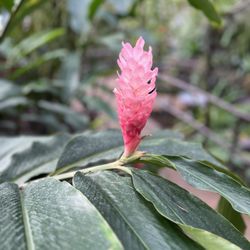 Garfield Park Conservatory