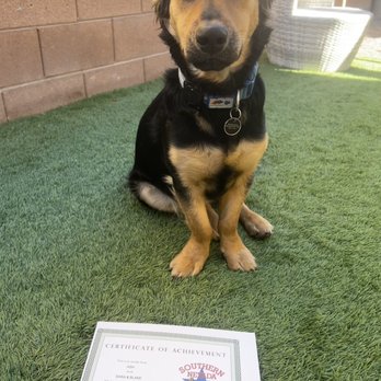 Southern Nevada Dog Training - Pet Training Near Me