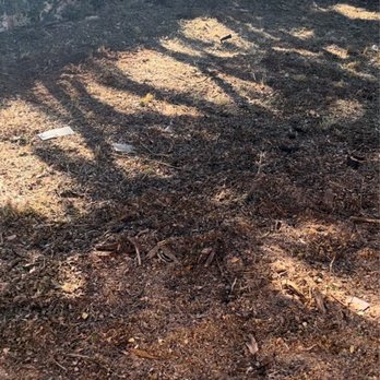 Estrada Landscape Services - First time I ever saw my neighbors ground.  All trees cleared - Landscaping Near Me