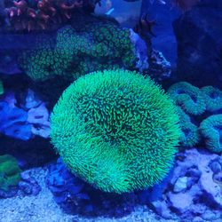 Strictly REEF