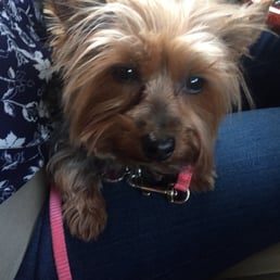 Fancy has never had this short of hair. Fancy has never had this short of hair.