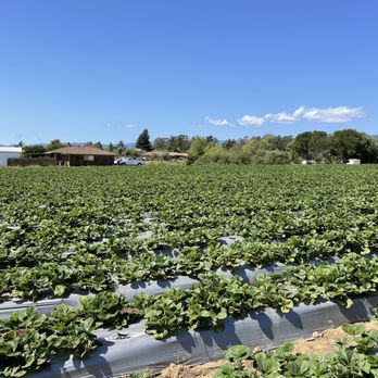 Gizdich Ranch - Strawberry fields!! - Bakeries Near Me - Watsonville, California Gizdich Ranch - Strawberry fields!! - Bakeries Near Me - Watsonville, California