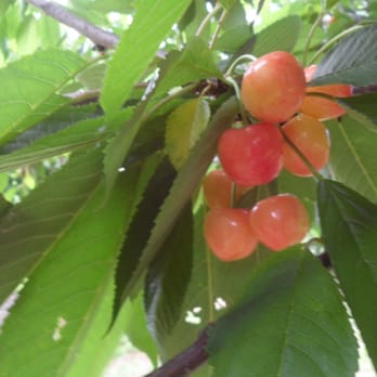 Pryor's Orchard - light sweet cherries - Fruits & Veggies Near Me - Thurmont, Maryland Pryor's Orchard - light sweet cherries - Fruits & Veggies Near Me - Thurmont, Maryland