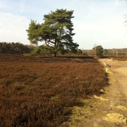 Westruper Heide