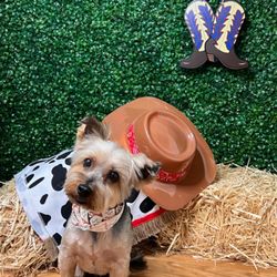 Ohana Dog Spa - So cute!!