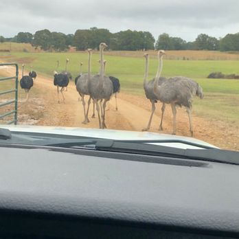 Safari Wild Animal Park - Parks Near Me - Como, Mississippi Safari Wild Animal Park - Parks Near Me - Como, Mississippi