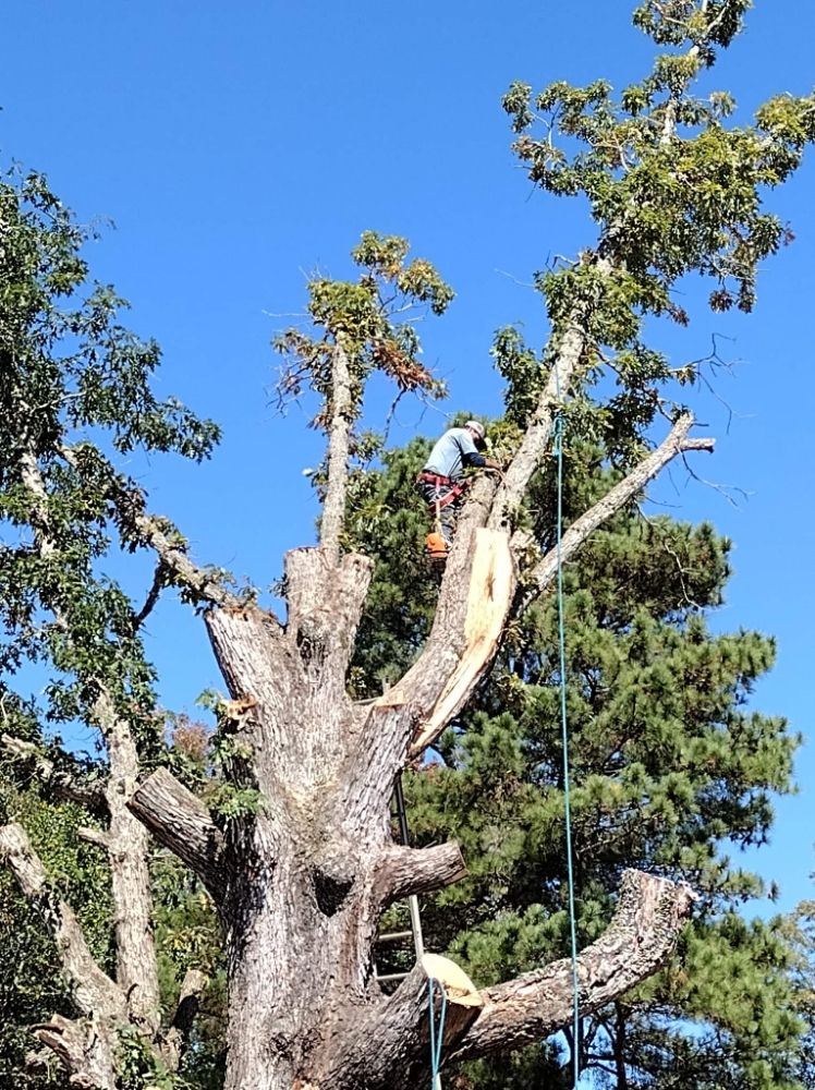 TIM HAMMOND TREE SERVICE Updated May 2024 43 Photos Loretto