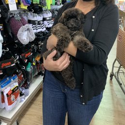 Mini poodle Mini poodle