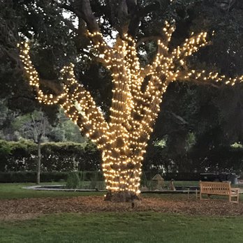 Christmas Light Guy - Tree lights in front yard - Holiday Decorating Services Near Me Christmas Light Guy - Tree lights in front yard - Holiday Decorating Services Near Me