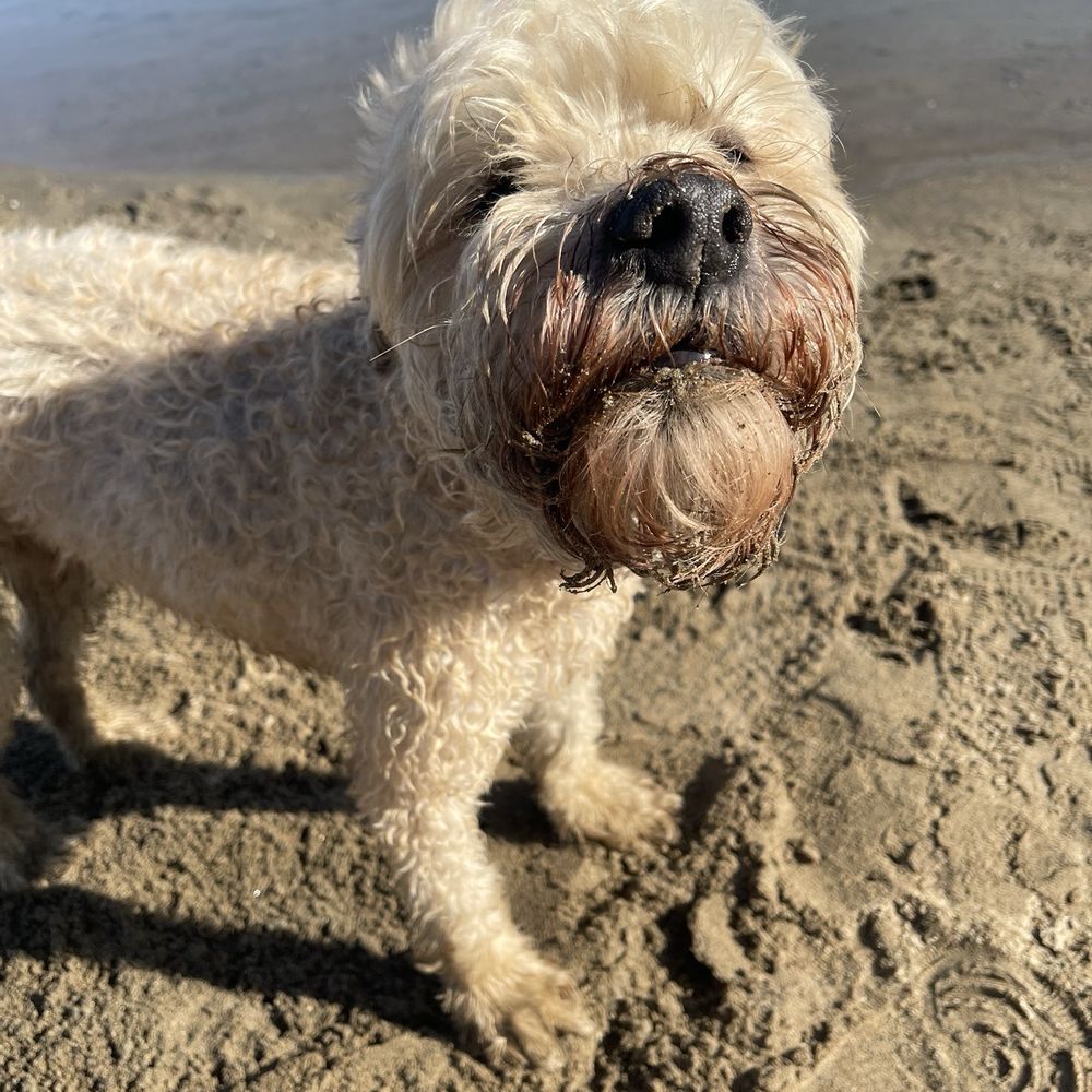 Paradise Beach - Louie said " is there sand in my beard?" - Parks Near Me - Sacramento, California