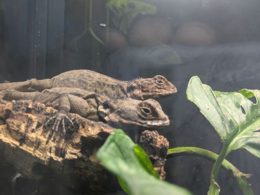 Roger Williams Park Zoo by null