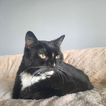 The Catio Cat Lounge - I love Bella's face - Pet Adoption Near Me - Nashville, Tennessee