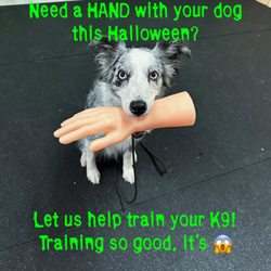 K9 Logic Dog Training - Halloween Promo