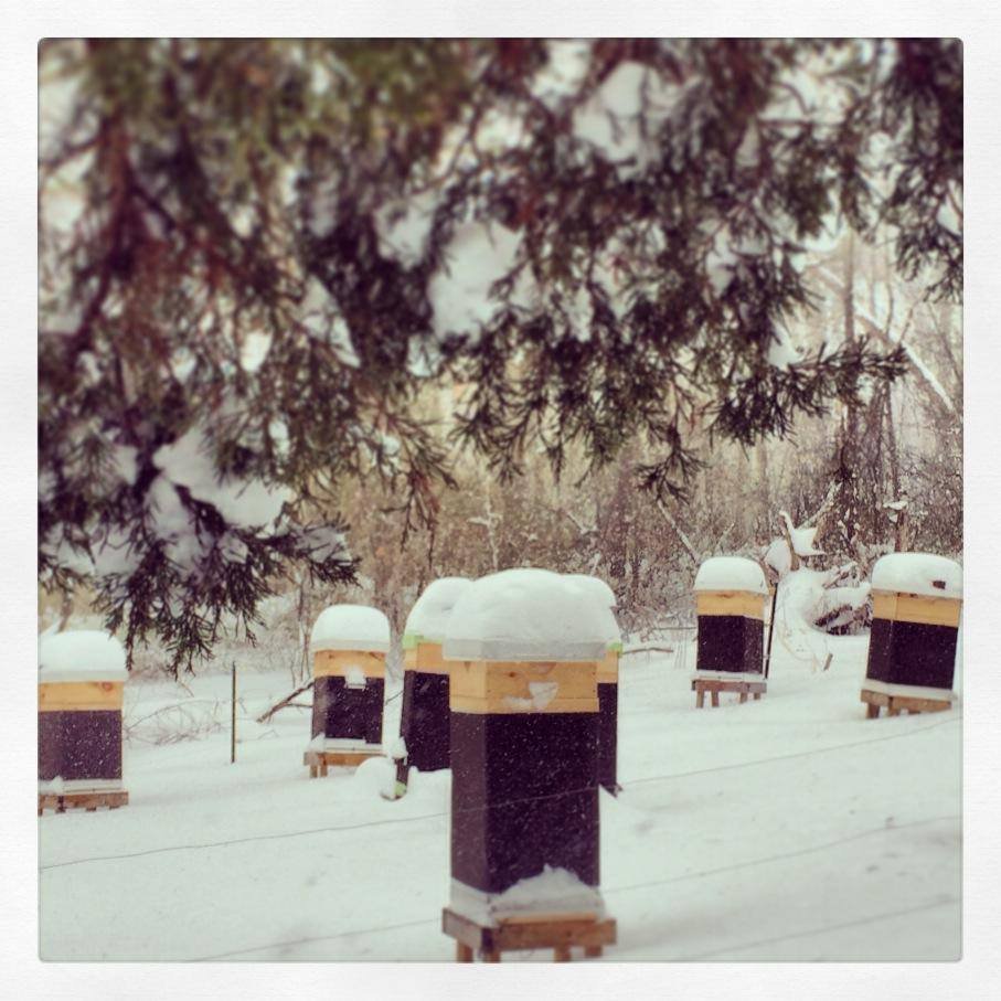 HONEY HOLE APIARY 13324 Blairs Valley Rd, Clear Spring, Maryland Honey Phone Number Yelp