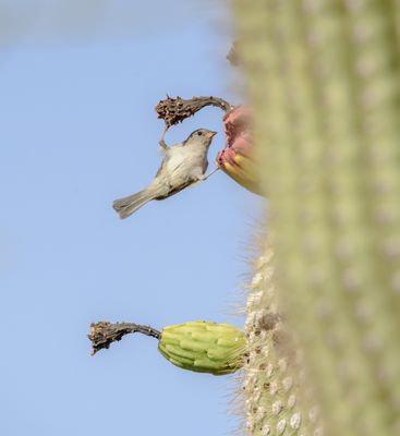 Photo of Gates Pass - Tucson, AZ, US.