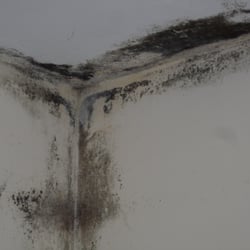 Specialist Mould Removal Services