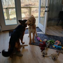 Adventure Awaits Fido!