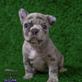 Continental Frenchies - Pet Breeders Near Me Continental Frenchies - Pet Breeders Near Me